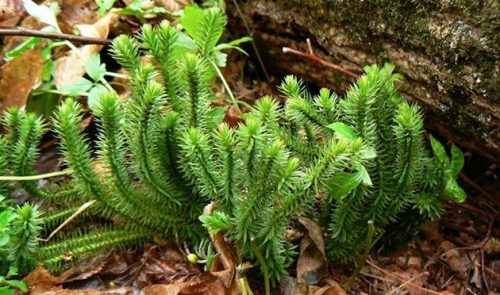 Cây Thông Đất( Green Life)